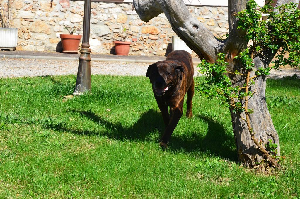 Agriturismo Masseto Hotel Campiglia Marittima Cameră foto